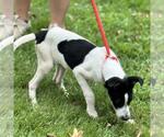 Small #1 Mutt