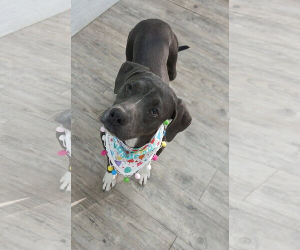 Medium Photo #7 Mutt Puppy For Sale in Murfreesboro, NC, USA