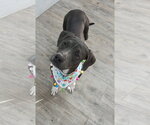 Small #6 Mutt
