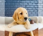 Small #8 Golden Retriever