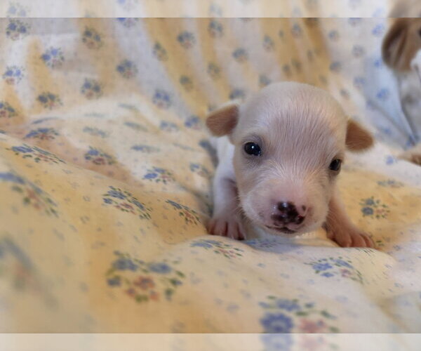Medium Photo #4 Mutt Puppy For Sale in Pacolet, SC, USA
