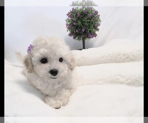 Poodle (Toy) Puppy for sale in PHOENIX, AZ, USA