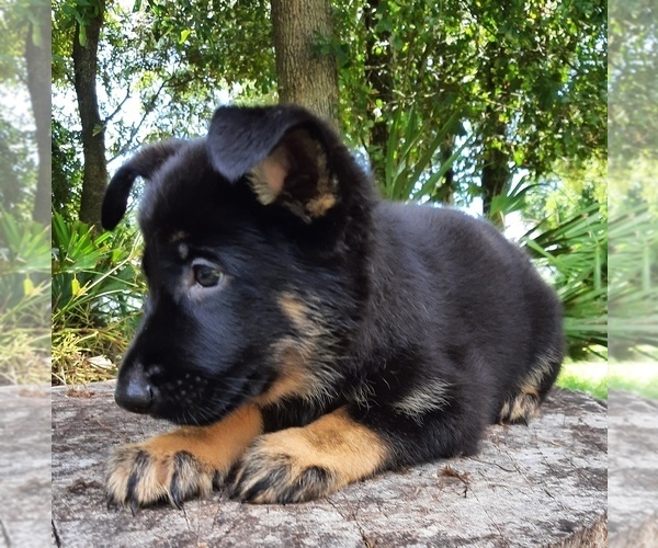 Medium Photo #4 German Shepherd Dog Puppy For Sale in BUSHNELL, FL, USA