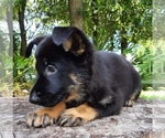Small Photo #4 German Shepherd Dog Puppy For Sale in BUSHNELL, FL, USA
