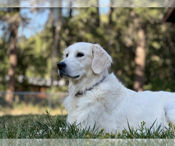 Medium Photo #4 English Cream Golden Retriever Puppy For Sale in WHITE SALMON, WA, USA