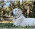 Small #3 English Cream Golden Retriever