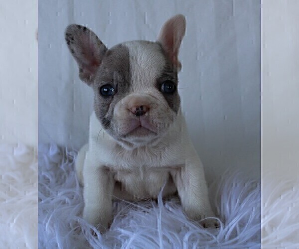Medium Photo #11 French Bulldog Puppy For Sale in ROCK STREAM, NY, USA