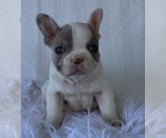 Small Photo #11 French Bulldog Puppy For Sale in ROCK STREAM, NY, USA
