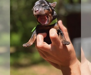 Rottweiler Puppy for sale in ARAB, AL, USA