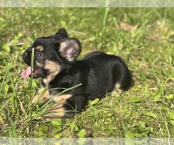 Medium Photo #3 French Bulldog Puppy For Sale in NEWTON, NJ, USA