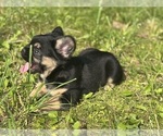 Small #2 French Bulldog