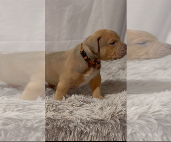Medium Photo #11 American Bully Puppy For Sale in FORT LAUDERDALE, FL, USA