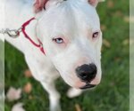 Small Photo #4 Dogo Argentino-Unknown Mix Puppy For Sale in Elk Grove, CA, USA