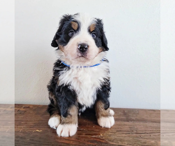 Medium Photo #1 Bernese Mountain Dog Puppy For Sale in CUBA CITY, WI, USA