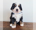 Small Photo #1 Bernese Mountain Dog Puppy For Sale in CUBA CITY, WI, USA
