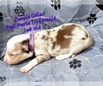 Puppy Purple Collar Border Collie