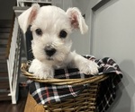 Small Photo #6 Schnauzer (Miniature) Puppy For Sale in FAIRFIELD, CA, USA