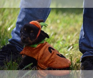 Miniature Australian Shepherd Puppy for sale in PALM COAST, FL, USA