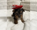 Small Photo #2 Yorkshire Terrier Puppy For Sale in CLOVIS, CA, USA