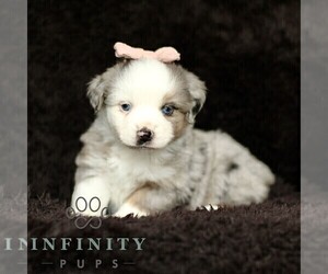 Miniature American Shepherd-Miniature Australian Shepherd Mix Puppy for sale in PARKESBURG, PA, USA