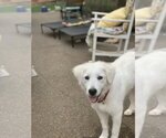 Small #3 Great Pyrenees