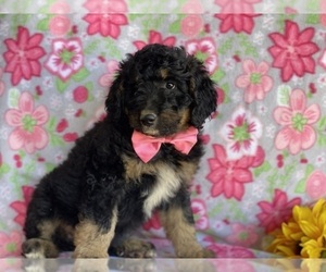 Bernedoodle Puppy for sale in LANCASTER, PA, USA