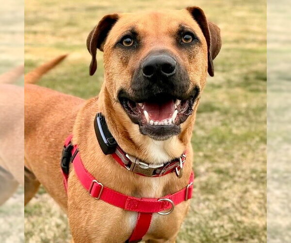 Medium Photo #21 Black Mouth Cur Puppy For Sale in Canton, CT, USA