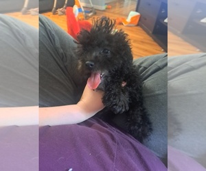Poodle (Miniature) Puppy for sale in HERMITAGE, TN, USA