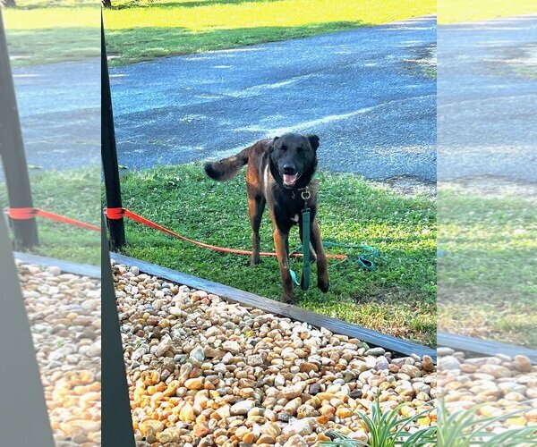 Medium Photo #4 Mutt Puppy For Sale in Stevens Point, WI, USA