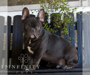 French Bulldog Puppy for sale in GAP, PA, USA