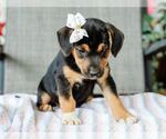 Small #4 Beagle-Mutt Mix