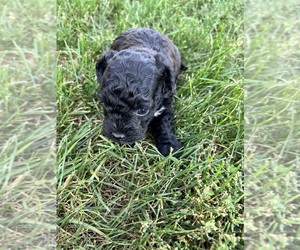 Poodle (Toy) Puppy for sale in HARLAN, IA, USA