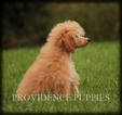 Small Photo #49 Poodle (Miniature) Puppy For Sale in COPPOCK, IA, USA