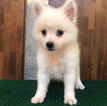 Small Photo #3 Japanese Spitz Puppy For Sale in SAN FRANCISCO, CA, USA