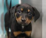 Small Labrador Retriever Mix