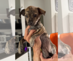 Small #2 Chihuahua Mix