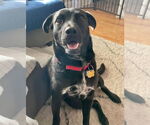 Small #5 Labrador Retriever Mix