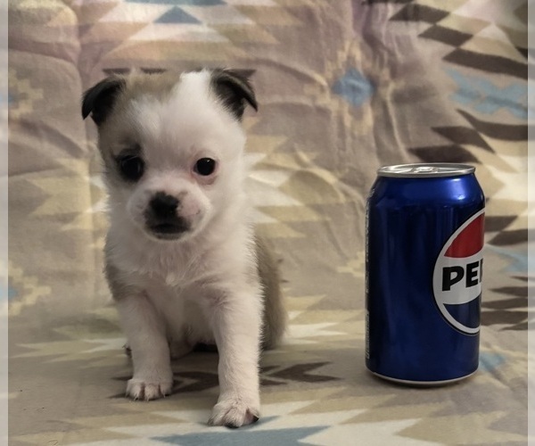 Medium Photo #1 American Eskimo Dog-Pug Mix Puppy For Sale in THOMASVILLE, NC, USA