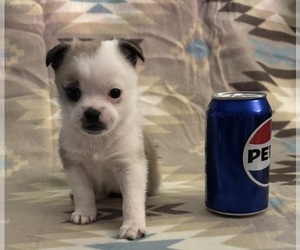 American Eskimo Dog-Pug Mix Puppy for Sale in THOMASVILLE, North Carolina USA