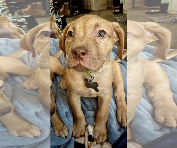 Medium Photo #4 American Staffordshire Terrier-Unknown Mix Puppy For Sale in Holly Springs, NC, USA