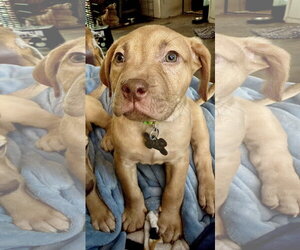 Pierre- Belles & Beau Litter - Male American Staffordshire Terrier-Unknown Mix Dog for Adoption - Photo #4