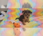 Small Photo #38 Yorkshire Terrier Puppy For Sale in AKRON, OH, USA