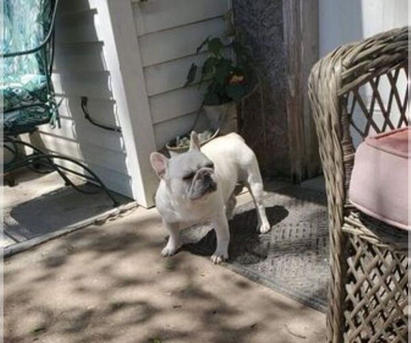 Medium Photo #1 French Bulldog Puppy For Sale in VERONA, MO, USA