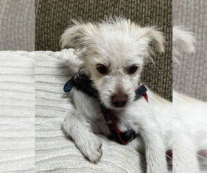 Mutt Dogs for adoption in Bellevue, WA, USA