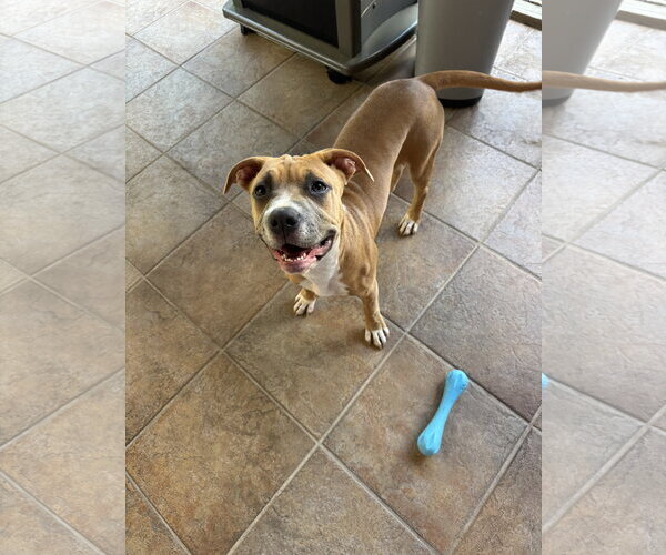 Medium Photo #2 Mutt Puppy For Sale in Orlando, FL, USA