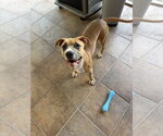 Small #1 Mutt