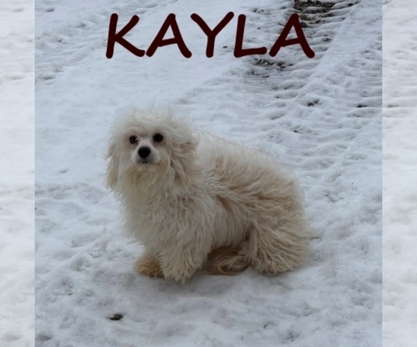 Medium Photo #3 Cock-A-Poo Puppy For Sale in HARTLAND, MN, USA