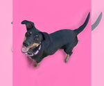 Small #1 Dachshund-Doberman Pinscher Mix