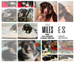 Small #1 Mutt