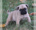 Small Photo #3 Puggle Puppy For Sale in FREDERICKSBG, OH, USA